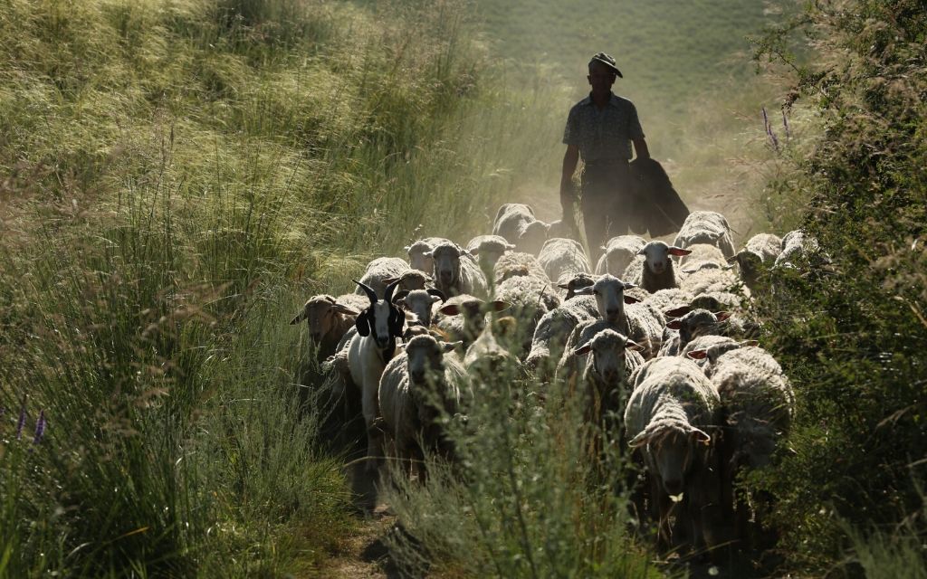 In the Shepherd's care